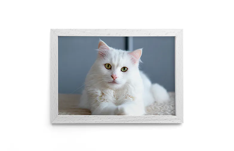 Framed photo canvas prints pet