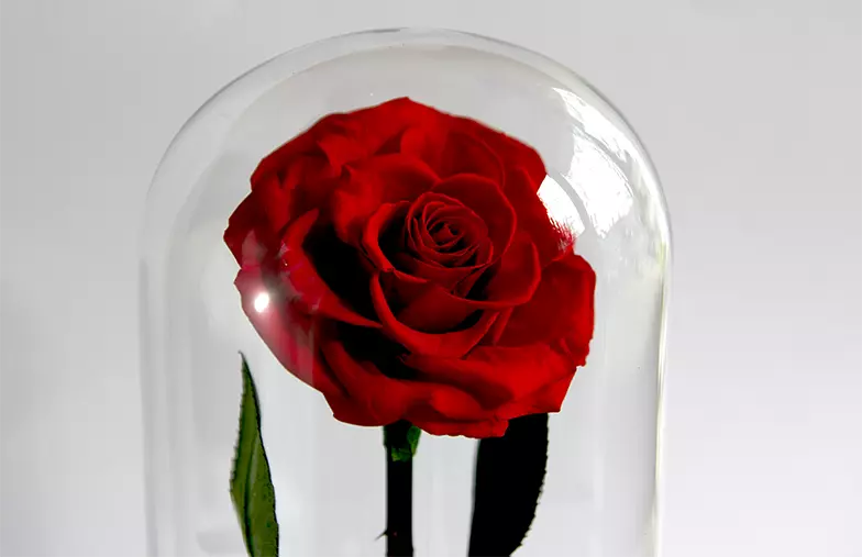 Eternal Rose in Glass Dome