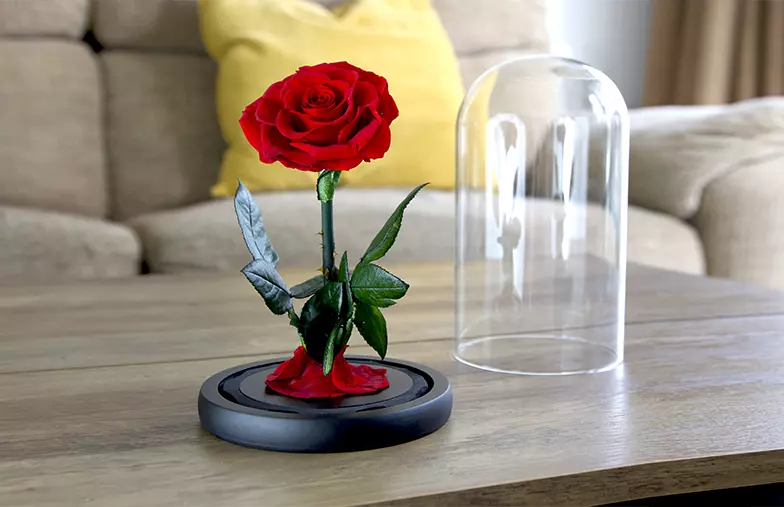 single-rose in glass dome