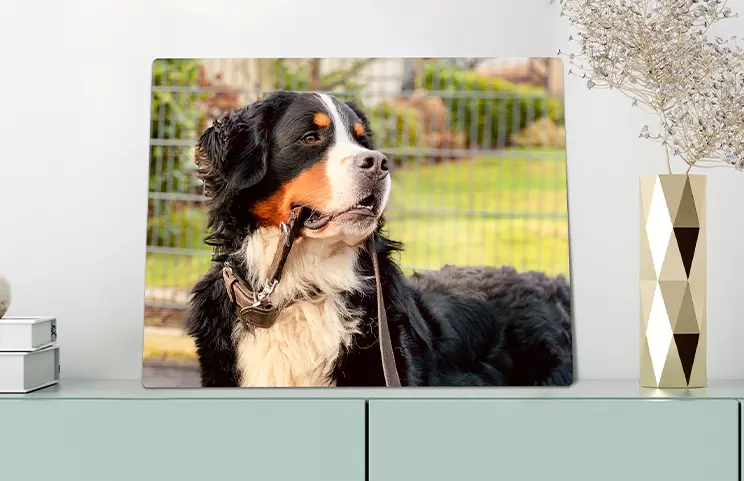 Metal Photo Print by Printerpix|Aluminium photo print of a moutain and a lake being held by woman made by Printerpix|Metal photo print of mom and daughter on bookshelf|A metal print on a wall with a landscape shot; a small metal print of two dogs|A metal print of a bridge with a city skyline in the background|Three metal prints of different sizes showing different landscapes|||||