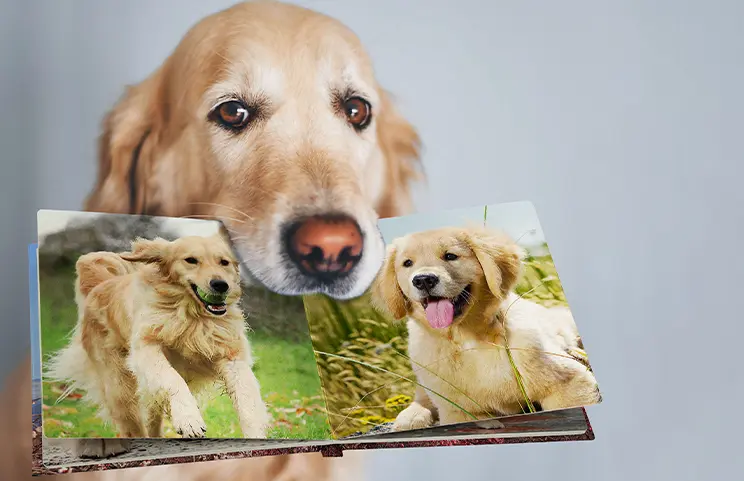 Custom Dog Photo Album||||||||||