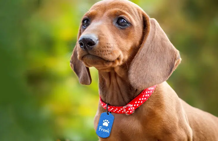Pet Tag