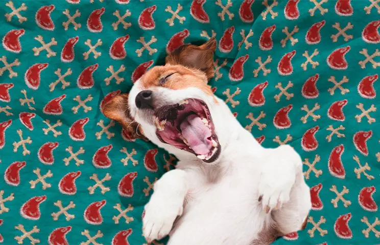 Custom Dog Blanket by Printerpix|Close up of printerpix custom dog blanket with fleece fabric and photo of child and dog|Labrador dog on custom dog name blanket with paw print design|Folded personalised dog blanket with dog name on and picture of dog food|Puppy in bed with custom dog blanket with personalised text design|Close up of pink customised dog blanket with dog name on and paw print|||||