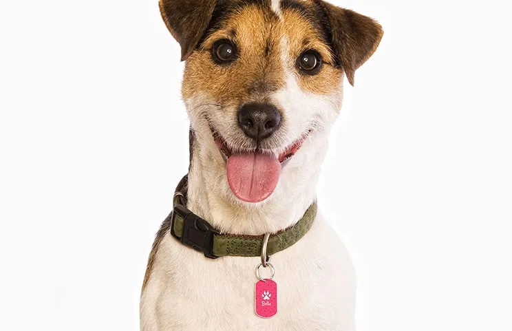 Pet Tag