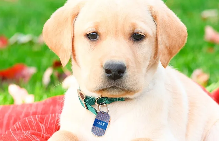 Pet Tag