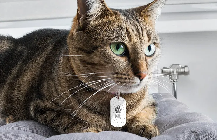 Pet Tag